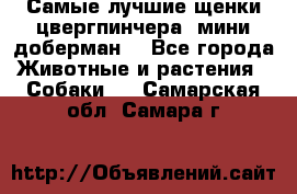 Самые лучшие щенки цвергпинчера (мини доберман) - Все города Животные и растения » Собаки   . Самарская обл.,Самара г.